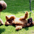 Die kleine Hndin hat Respekt 