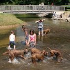 Kids und Hunde toben