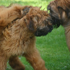 Drunter und Drber: Toben