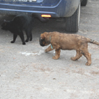 Kater Tarzan wird begutachtet