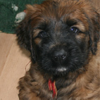 Monty Junior - Andiamo