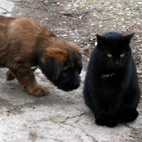 Welpe mit coolem Kater Tarzan