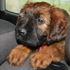 Autofahren ist spannend