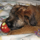 Abby - Apfeldieb mit 13 Wochen Abby - Apfeldieb mit 13 Wochen