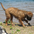 Wasserratte Abby Wasserratte Abby