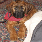 Aiko mit 10 Wochen Aiko mit 10 Wochen