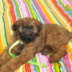 Alf mit 4 Monaten Alf mit 4 Monaten