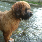 Auch eine Wasserratte...