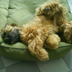 Carlos hat es kuschelig... Carlos hat es kuschelig...