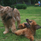 Anou und Carreau Anou und Carreau