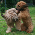 Anou und Carreau Anou und Carreau