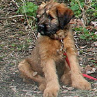 Asterix, 3 Monate alt Asterix, 3 Monate alt