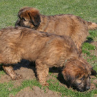 Asterix mit 10 Wochen Asterix mit 10 Wochen