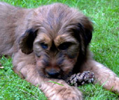 Briard Welpe 10 Wochen alt
