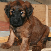 Briard Welpe 6 Wochen alt
