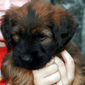 Briard Welpe