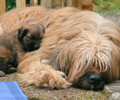 Briard Mama Carreau mit den Babies