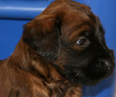 Nachwuchs aus dem B-Wurf