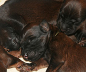 Unsere Briardwelpen: der B-Wurf