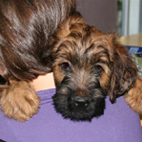 Knuddeln zum Abschied mit Black-Star, Bennet