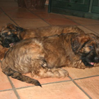 Black-Star und Bonaly