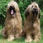 Axel und Carreau Axel und Carreau