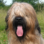 Briard-Rde Alf vom Janischhof