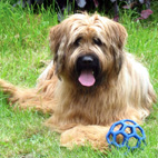 Briard Dame Aiko vom Janischhof