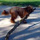 Aiko holt das Stckchen