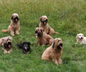 Alle drauf! Ohne Zweibeiner klappt es pltzlich