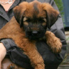 Mini-Mouse - jetzt Ivy