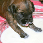 Mini-Mouse schmeckt es