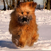 Carlos aus dem A-Wurf in Bewegung