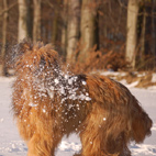 Carlos als Frau Holle