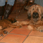 Zuknftig liegen uns 2 Briards zu Fen