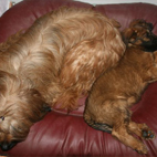 Geht doch: auch 2 Hunde passen ins Krbchen