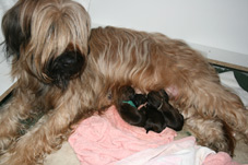 Carreau und die ersten drei Briardwelpen