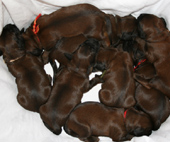 Der A-Wurf im Wschekorb