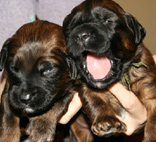 Doppelpack hellblau und grn: wer kann sich da entscheiden?