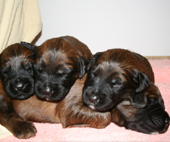 Boy-Group im Tiefschlaf. In der tragenden Rolle: orange rot 