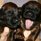 Duett wei und orange-rot - unwiderstehlich