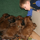 Jonathan bei den Hundebabies