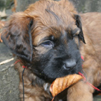 Wie wohl so ein Blatt schmeckt?