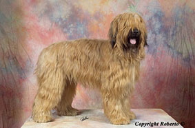 Briard Extasy 