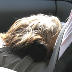 Awan der Schohund 2009