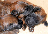 Die Briard-Jungs aus dem B-Wurf