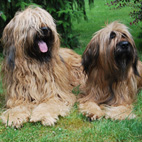 Axel und Carreau Axel und Carreau