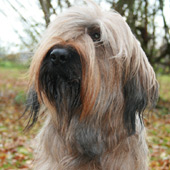 Briard Hndin Carreau