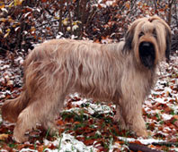 Carreau von der Vorster Rotte