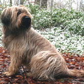 Berger de Brie: Herz mit Haaren drum herum